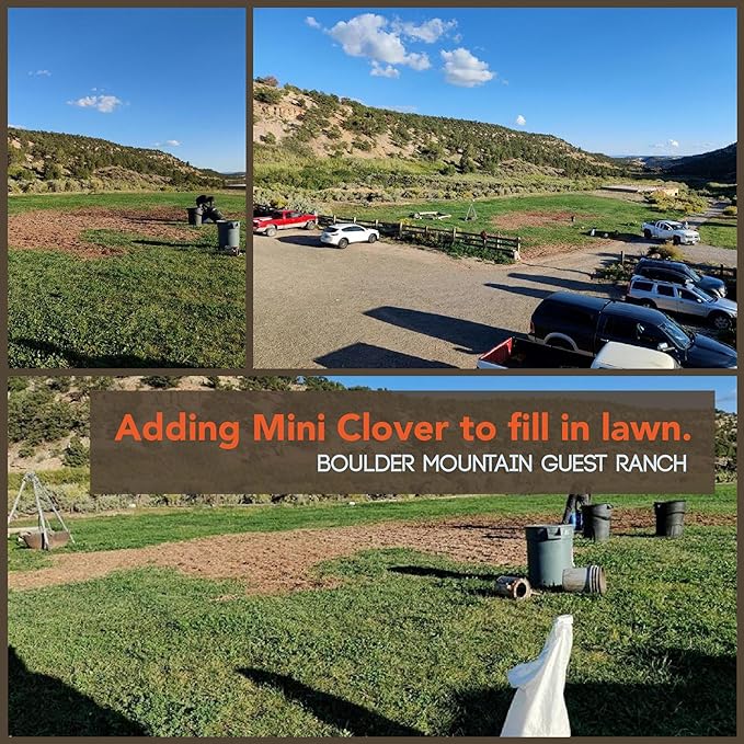 Micro Clover Seeds for Lawn - Microclover Seed for Planting - 4 oz. ~100,000 Seeds - Drought-Tolerant Mini Clover Seed - Grass Alternative Miniclover Seeds for Lawn - by Mountain Valley Seed Company…