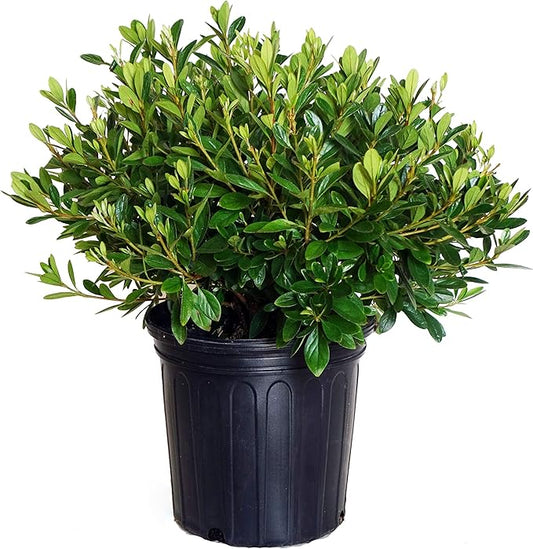 Azalea 'Karen' (Azalea) Shrub, lavender flowers, #2 - Size Container