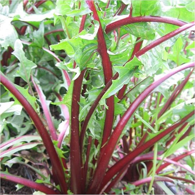 Seed Needs Garnet Stem Dandelion Seeds for Planting - Non-GMO, Heirloom & Untreated Edible Herbs - Organically Grow Your own Food for Tortoises, Rabbits & Bearded Dragons (5 Packs)
