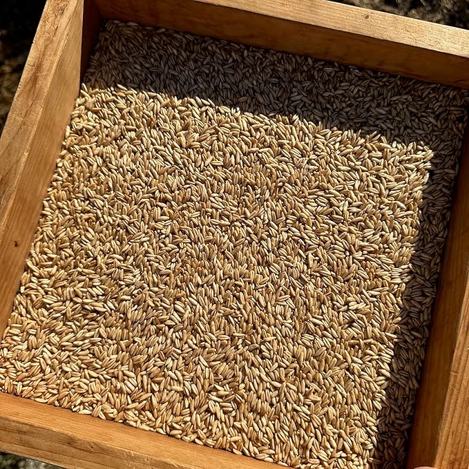 All Good Things Organic Hulless Oat Seeds - Pack of 275, Heirloom Seeds for Planting Grains, Vegetables - Gardening Supplies, Vegetable Garden - Non-GMO, Open Pollinated, from USA