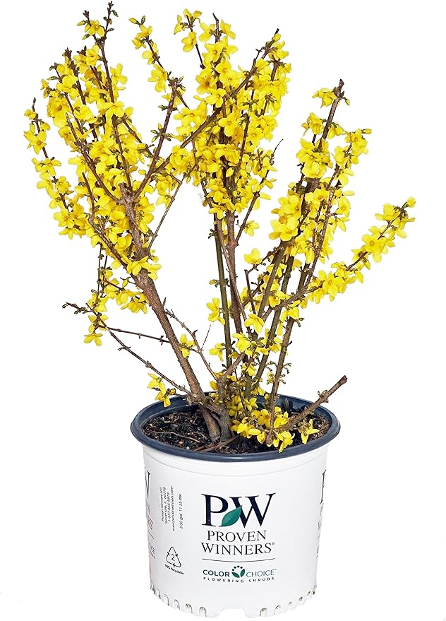 Proven Winners - Forsythia x Show Off (Forsythia) Shrub, yellow flowers, #3 - Size Container