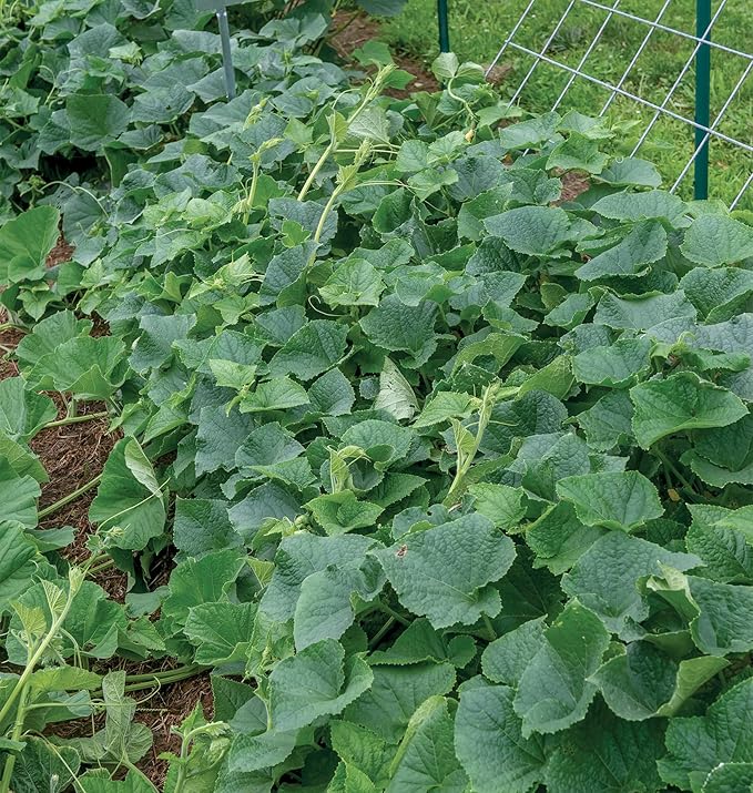 Burpee 'Picklebush' Pickling Cucumber Seeds, 50 Non-GMO seeds, Container Friendly, Burpee Exclusive