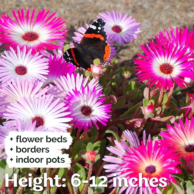 KVITER 6,000 Ice Plant seeds (Dorotheanthus Bellidiformis) – Livingstone Daisy Flower Seeds, Annual Heirloom seeds – Perfect Flowering Ground Cover seeds for Planting In Garden, Rock Beds & Containers