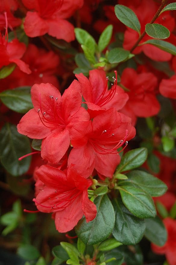 Azalea 'Stewartstonian' (Azalea) Shrub, red flowers, #2 - Size Container