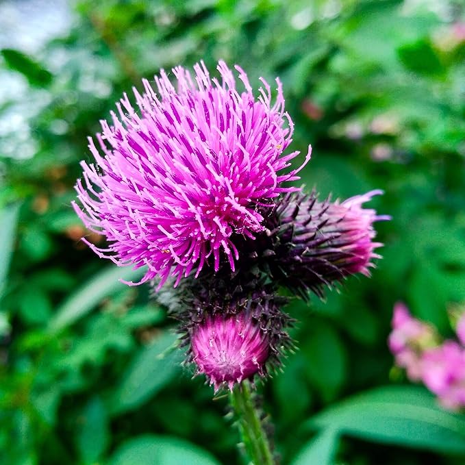 Outsidepride 1000 Seeds Biennial Arctium Lappa Burdock Herb Garden Seeds for Planting