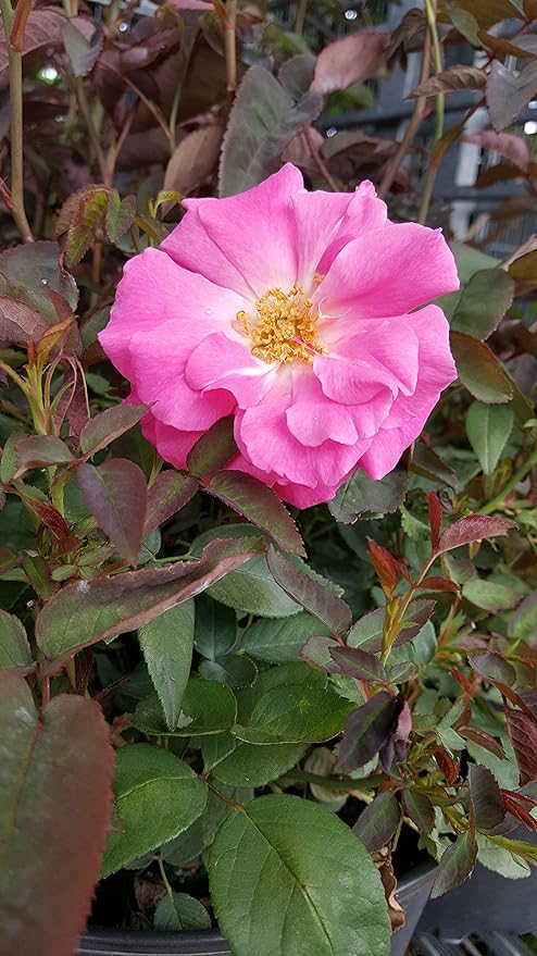 Rosa 'Zéphirine Drouhin' (Climbing Rose) Rose, thornless pink flowers, #3 - Size Container