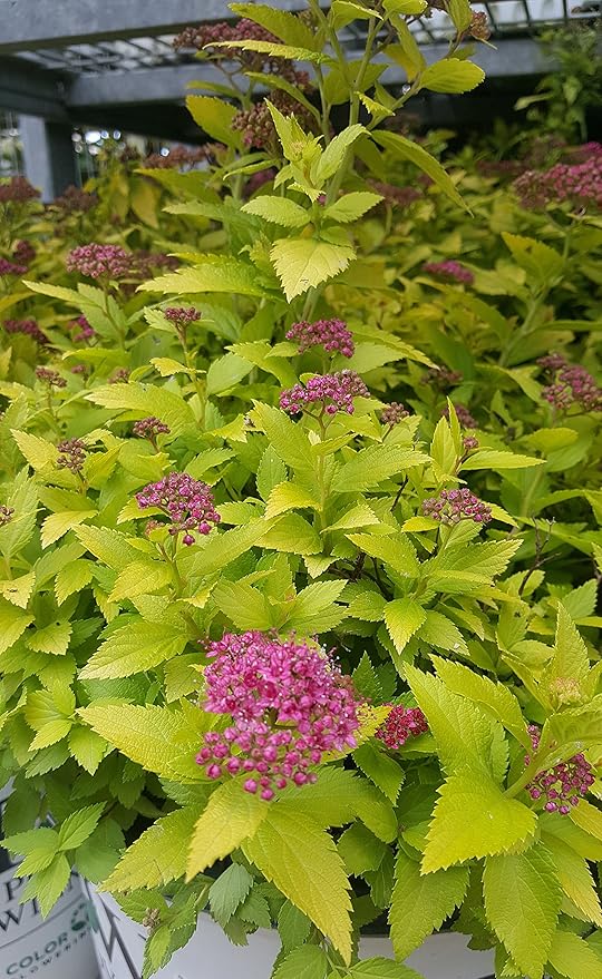 Proven Winners - Spiraea jap. Double Play Gold (Spirea) Shrub, , #3 - Size Container