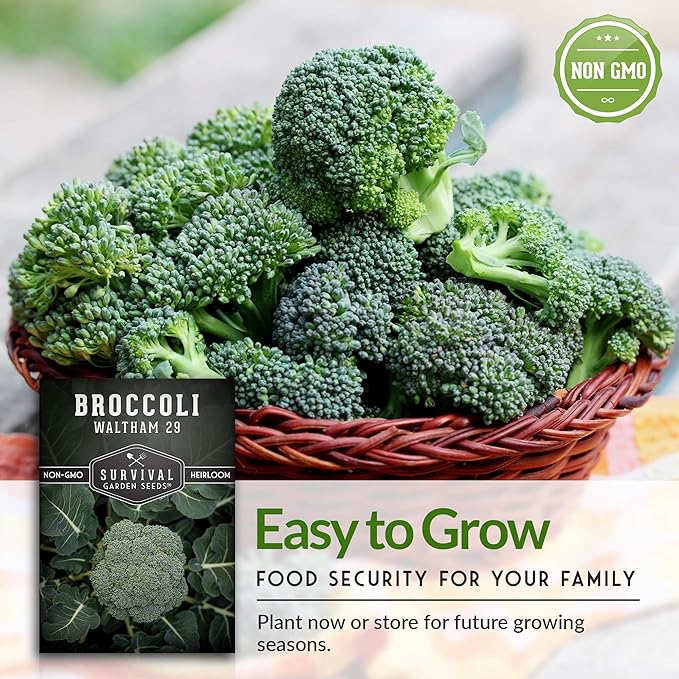 Waltham 29 Broccoli Seed for Planting - Packet with Instructions to Plant & Grow Cool Weather Broccoli in Your Home Vegetable Garden - Non-GMO Heirloom Variety - Survival Garden Seeds - 3 Pack