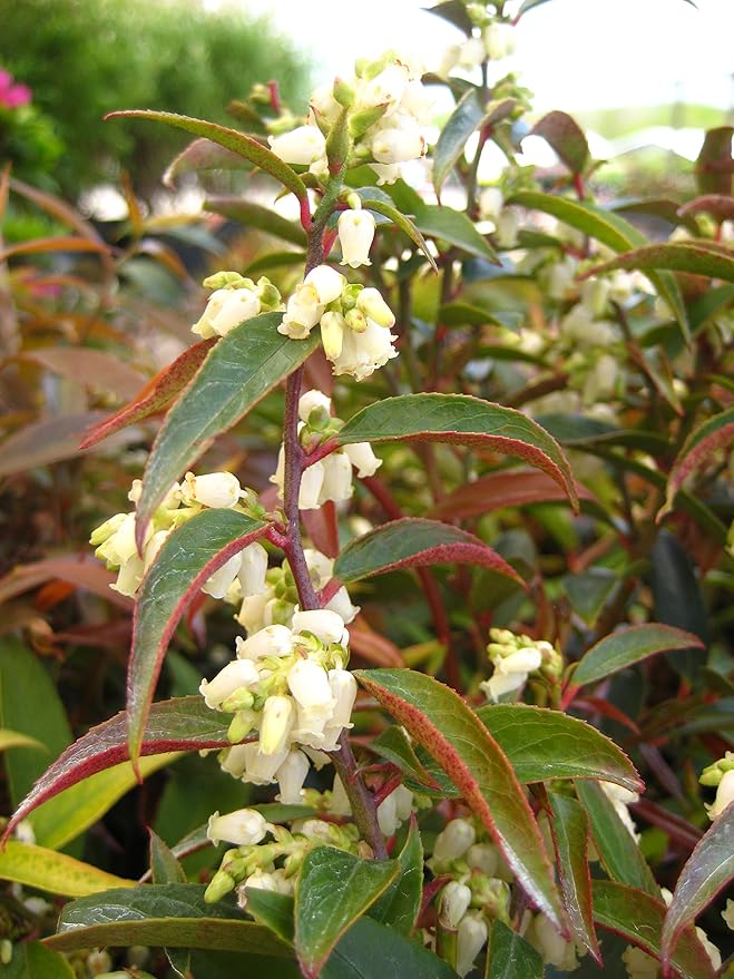 Leucothoe axillaris (Coast Leucothoe) Evergreen, #2 - Size Container