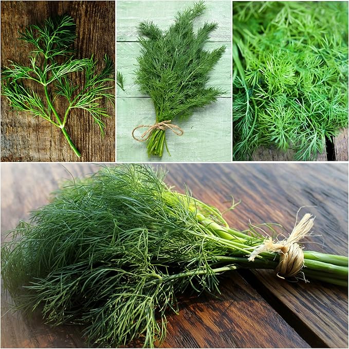 Seed Needs, Bouquet Dill Seeds - 250 Heirloom Seeds for Planting Anethum graveolens - Culinary Herb to Grow Indoors or Outdoors, Non-GMO & Untreated (1 Pack)