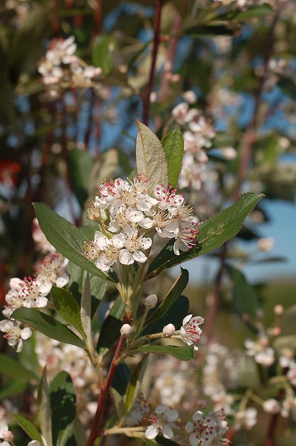 American Beauties Native Plants - Aronia arb. 'Brilliantissima' (Red Chokeberry) Shrub, white flowers, #2 - Size Container