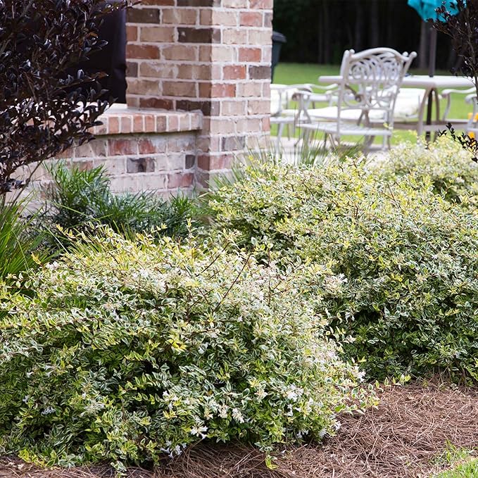 Southern Living Miss Lemon Abelia, 2 Gal, Yellow
