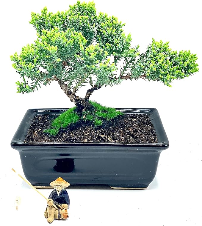 Live Dwarf Juniper Bonsai Tree About 6 Years Old with Cute Ceramic Fisherman | Juniper Bonsai Tree | Indoor/Outdoor | 100% Handcrafted| Home and Office Décor | Best Gift for Holiday