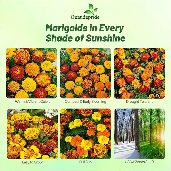 Outsidepride French Marigold Seeds Mix - 1000 Pcs Annual, Compact, Heat & Drought Tolerant Flower Seeds for Planting w/Orange & Yellow Prolific Blooms, Ideal for Vibrant Pollinator Gardens