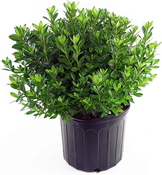 Azalea 'Girard's Fuchsia' (Azalea) Shrub, bright pink flowers, #2 - Size Container