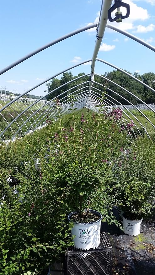 Proven Winners - Syringa x Bloomerang Dark Purple (Reblooming Lilac) Shrub, dark purple flowers, #3 - Size Container