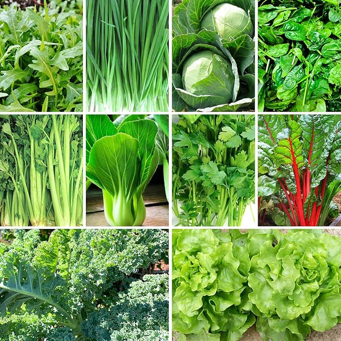 4000+ Leafy Greens Seeds, 10 Varieties of Veggies Seeds for Planting, Heirloom Seeds Gift Pack, Garden Seeds Kit for Indoor Outdoor Growing, Home Fresh Food Supply, Non-GMO