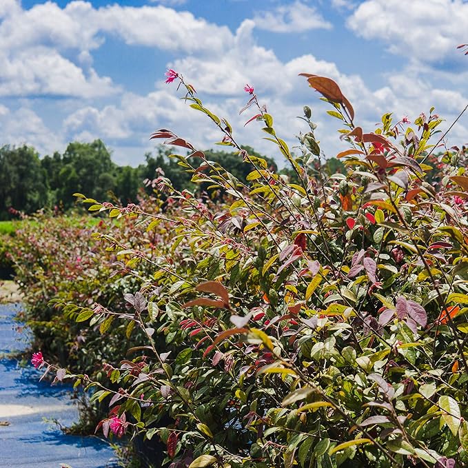 Zhuzhou LOROPETALUM - Size: 1 Gallon, Live Plant, Includes Special Blend Fertilizer & Planting Guide (Pack of 2)