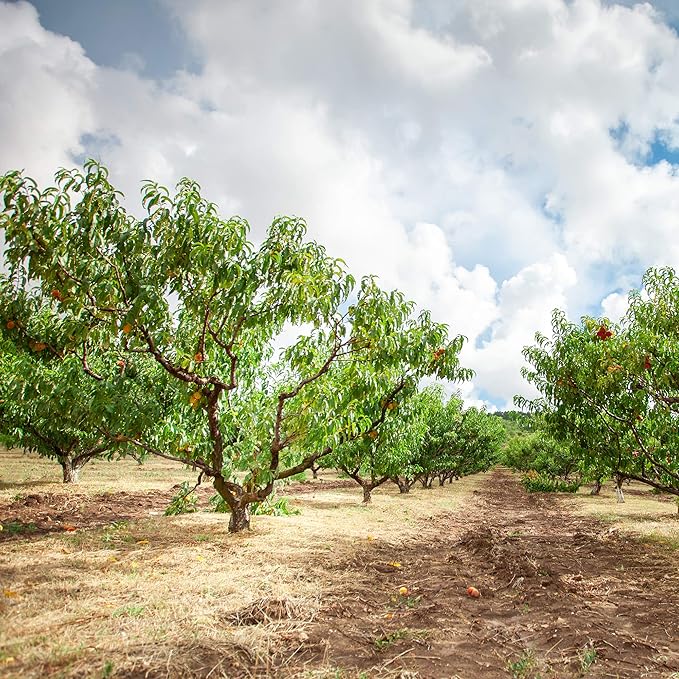 PERFECT PLANTS Flordacrest Peach Tree Live Plant, Produces Fruit, 4-5ft, Green