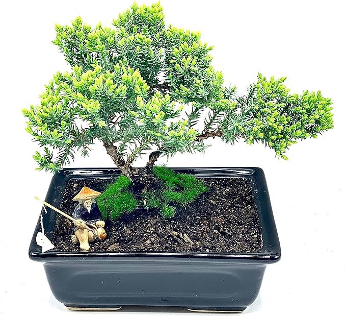 Live Dwarf Juniper Bonsai Tree About 6 Years Old with Cute Ceramic Fisherman | Juniper Bonsai Tree | Indoor/Outdoor | 100% Handcrafted| Home and Office Décor | Best Gift for Holiday