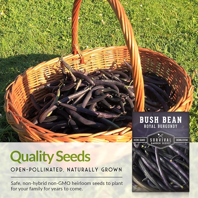 Survival Garden Seeds - Royal Burgundy Bean Seed for Planting - 2 Packs with Instructions to Plant and Grow Stringless Purple Bush Beans in Your Home Vegetable Garden - Non-GMO Heirloom Variety