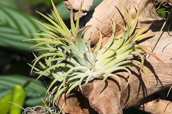 Ionantha Tillandsia Air Plants Live Indoor Plants (10PK), Air Plant Terrarium Plants Live Houseplants, Live Plants Indoor Plant Kit, Easy Care Plants for Air Plant Holder or Garden by Plants for Pets