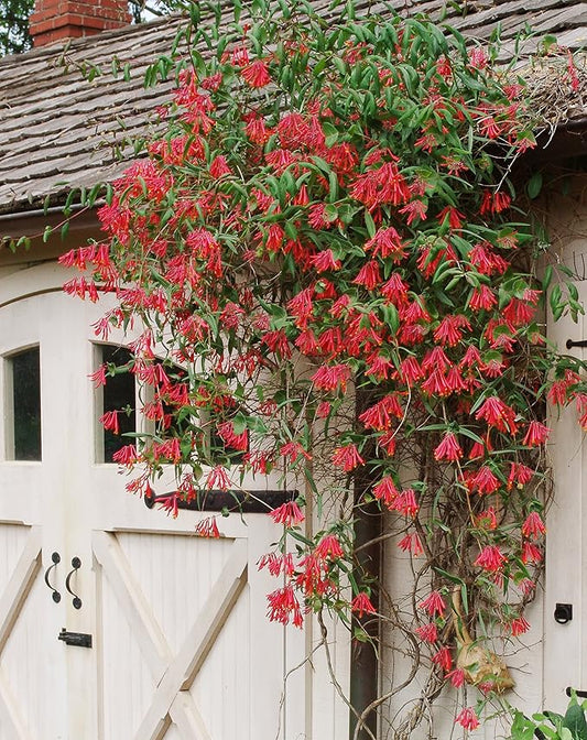 American Beauties Native Plants - Lonicera semp. 'Major Wheeler' (Honeysuckle) Vine, , #2 - Size Container