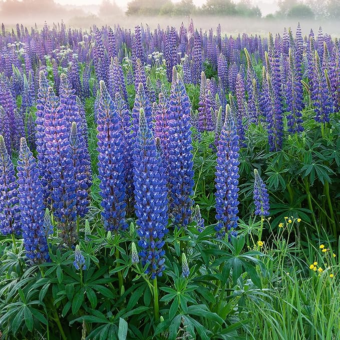Outsidepride 1/4 lb. Perennial Blue Lupine Flower Seeds for Planting