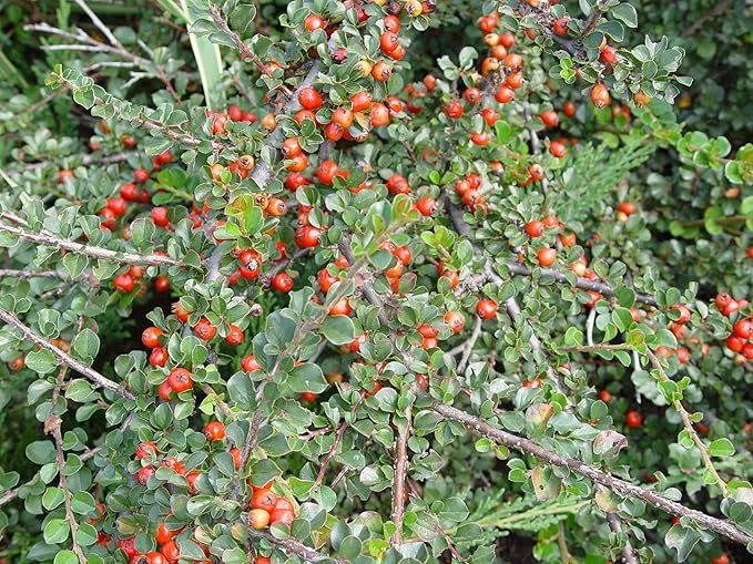 Cotoneaster apiculatus (Cranberry Cotoneaster) Shrub, #2 - Size Container