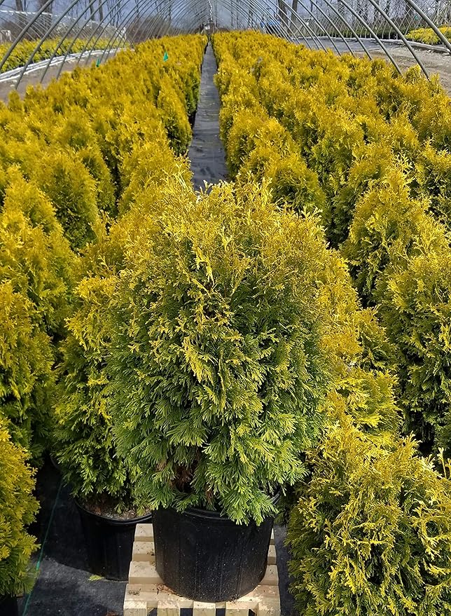 Thuja occidentalis 'Jantar' (Arborvitae) Evergreen, #3 - Size Container