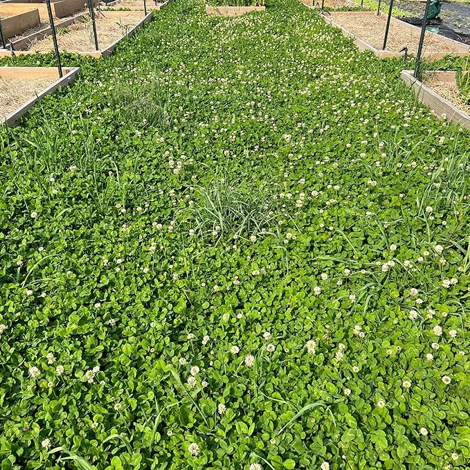 Micro Clover Seeds for Lawn - Microclover Seed for Planting - 1 oz. ~25,000 Seeds - Drought-Tolerant Mini Clover Seed - Grass Alternative Miniclover Seeds for Lawn - by Mountain Valley Seed Company…