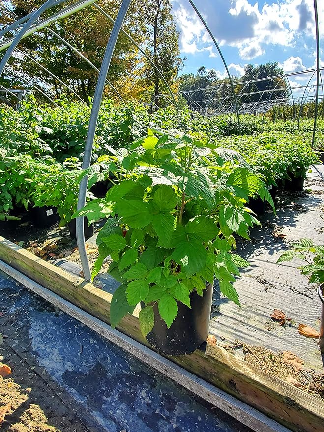 Green Promise Farms Rubus Edible-Shrub, #2-Size Container, Raspberry-Polana