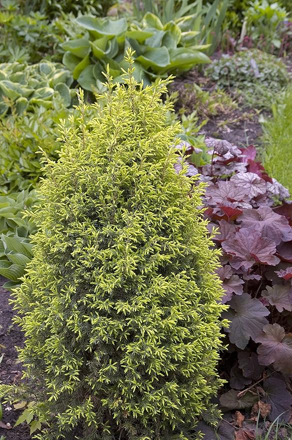 Live plant from Green Promise Farms Juniperus Communis Cone Evergreen Plant, 3 Size Container, Gold/Green