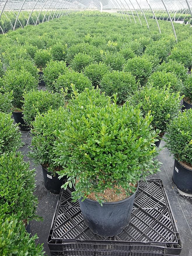 Buxus micro. jap. 'Green Gem' (Boxwood) Evergreen, #3 - Size Container