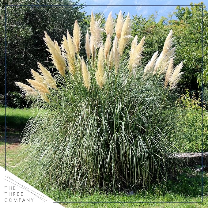 Live Perennial Pampas Grass - Assorted White and Pink (2 Per Pack), Showy Accent Plant, 12" Tall by 6" Wide in 1.5 Quart Pot