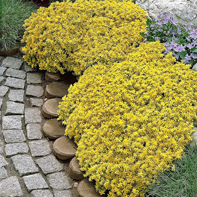 CHUXAY GARDEN Yellow Sedum Acre-Goldmoss Stonecrop,Mossy Stonecrop,Goldmoss Sedum,Biting Stonecrop,Wallpepper 500 Seeds for Planting Landscaping Rocks Overseed Existing Lawn Ornamental Garden Plants