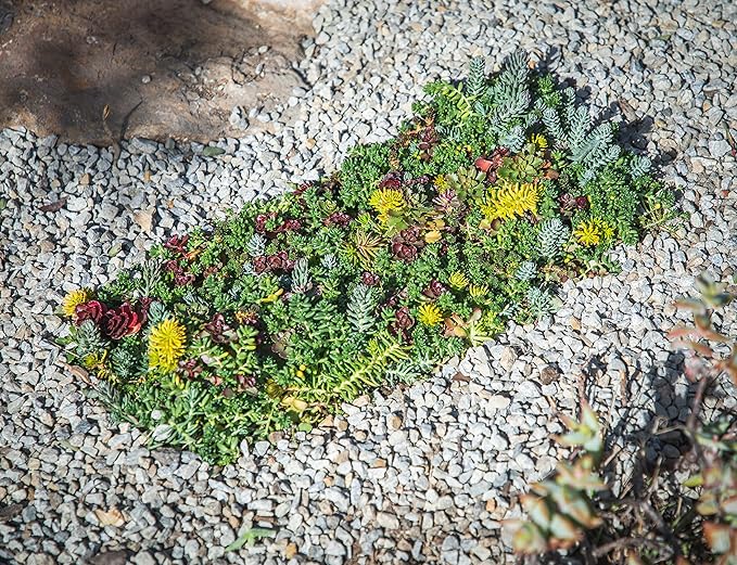Sedum Succulent Plants Ground Cover, Live Succulents Plants Live Plants, Plant Tray of Outdoor Plants for Landscaping, Fairy Garden Accessories, Plant Wall Decor and Succulent Soil by Plants for Pets