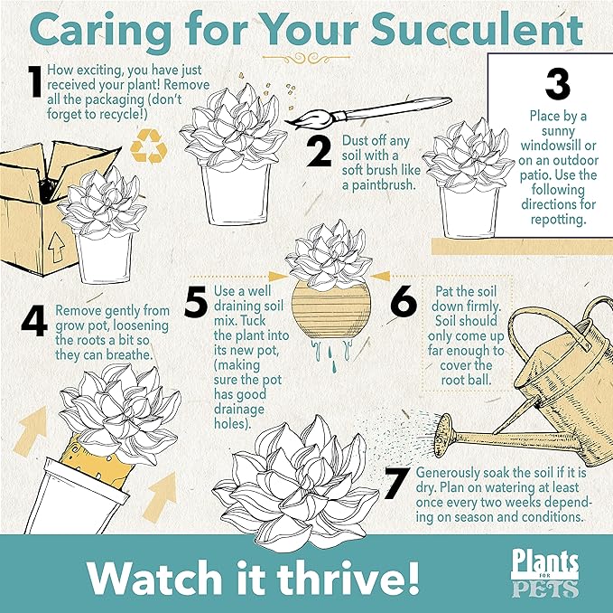 Succulents Plants Live Indoor Plants, Portulacaria Variegata Live Houseplants, Live Succulents Live Plants Indoor Succulent Plants, Indoor Plant Real Succulents Plants House Plants by Plants for Pets