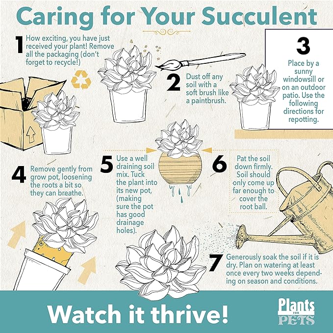 Succulents Plants Live in Garden Succulent Planters, Live Succulent Plants Live Plants in White Planter, Live Succulents Unique Gardening Gifts for Plant Lovers, Succulent Gifts by Plants for Pets