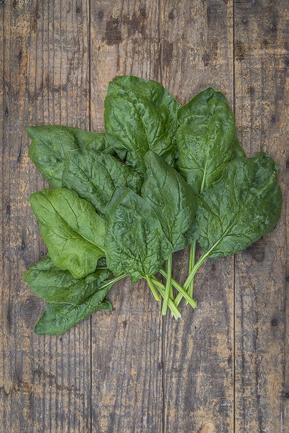 Burpee Bloomsdale Spinach Seeds 1100 seeds