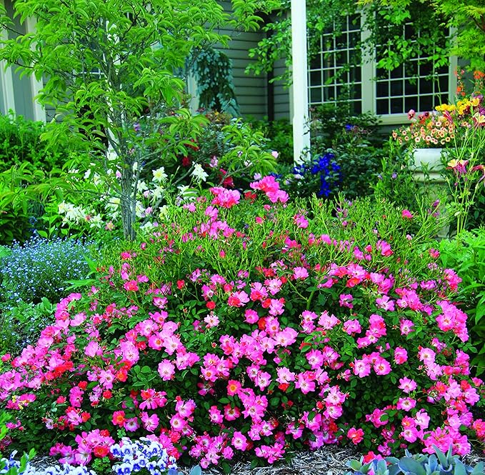 PERFECT PLANTS PINK-3-Gallon Rose Live Plant, 3 Gallon, Includes Care Guide