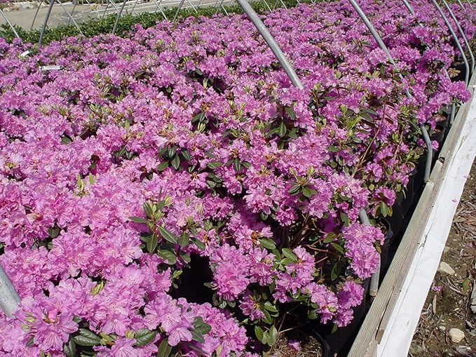 Rhododendron 'Olga Mezitt' (Rhododendron) Evergreen, deep pink flowers, #2 - Size Container