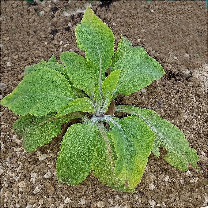 Seed Needs, Mixed Gloxiniaeflora Foxglove Seeds for Planting - Heirloom & Open Pollinated Biennial Flowers - Perfect for Butterfly Gardens & Insectaries (1 Pack)