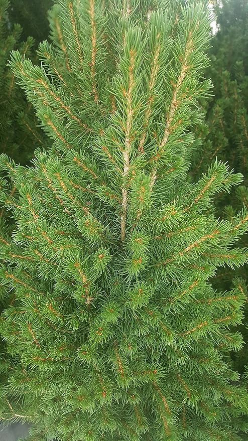 Picea glauca 'Conica' (Dwarf Alberta Spruce) Evergreen, #3 - Size Container