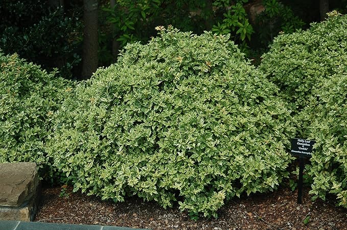 Osmanthus heterophyllus 'Goshiki' (False Holly) Evergreen, #1 - Size Container