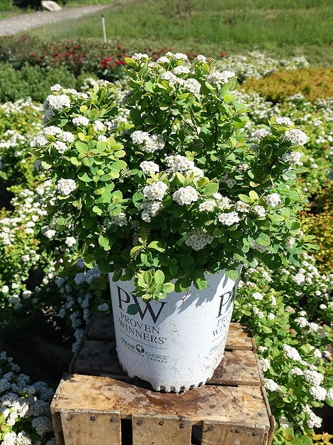 Proven Winners - Spiraea betulifolia Glow Girl (Birchleaf Spirea) Shrub, gold foliage with pink flowers, #2 - Size Container