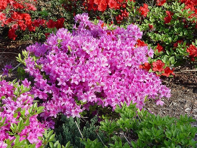 Azalea 'Karen' (Azalea) Shrub, lavender flowers, #2 - Size Container