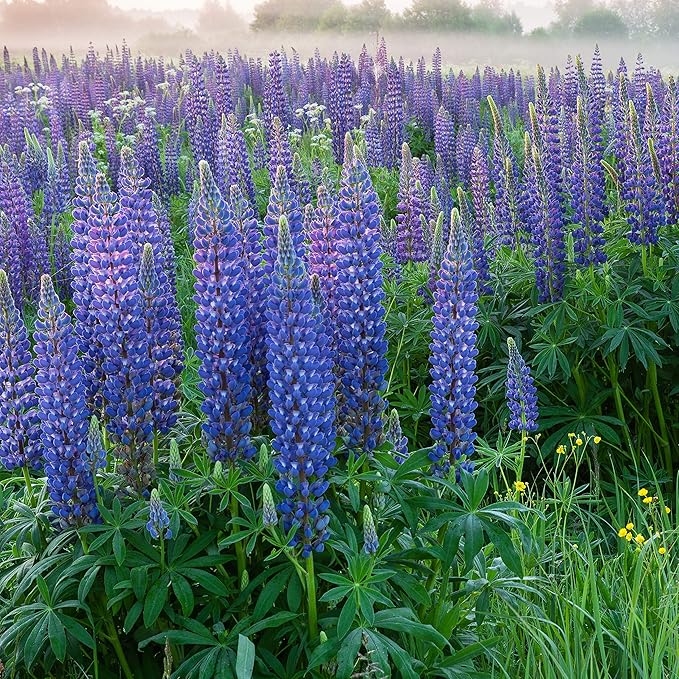 Outsidepride 5 lb. Perennial Blue Lupine Flower Seeds for Planting
