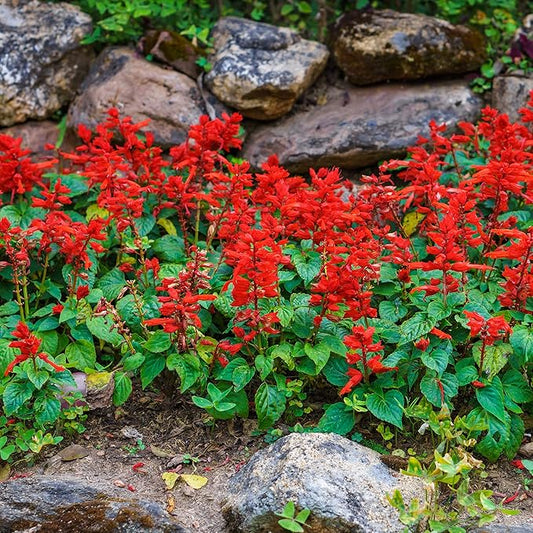 Outsidepride Salvia Coccinea Scarlet Sage Seeds for Planting - 1 Lb. Perennial, Heat-Tolerant Wildflower Seeds w/Red Blooms, Attracts Hummingbirds & Butterflies for Pollinator-Friendly Gardens