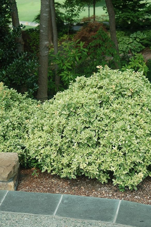 Osmanthus heterophyllus 'Goshiki' (False Holly) Evergreen, #2 - Size Container
